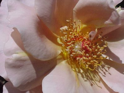 Julia's Rose