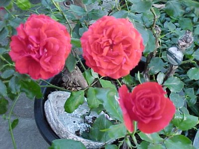 Ole' Rose Bush