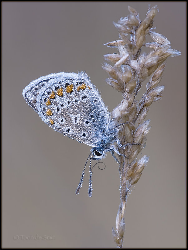 Common Blue / Icarusblauwtje