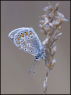 Common Blue / Icarusblauwtje / Polyommatus icarus