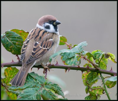 Tree Sparrow / Ringmus / Passer montanus