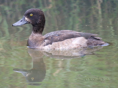 Tufted Duck / Kuifeend / Aythya fuligula