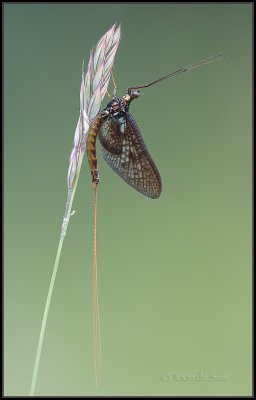 Mayfly / Eendagsvlieg