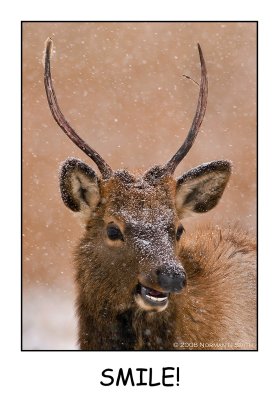 Elk Smile a.jpg