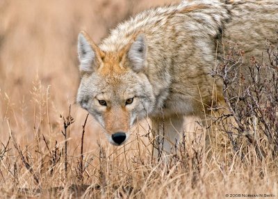 Coyote.jpg