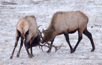 Elk Duel.jpg