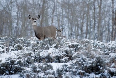 Mule Deer Doe.jpg