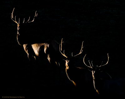 Elk Trio J 2.jpg