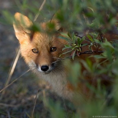 Red Fox Kit 2.jpg