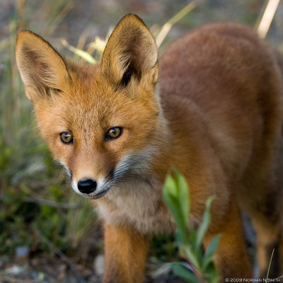 Red Fox Kit 3.jpg