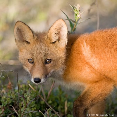 Red Fox Kit.jpg