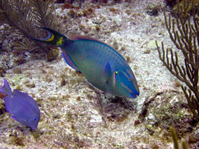 Stoplight parrotfish (big one in the center)