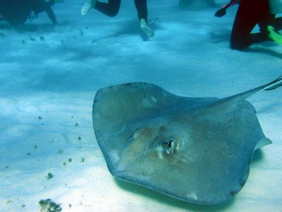 Playing with sting rays in Stingray City, near Grand Cayman