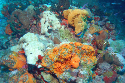 Reef dive near Cancun