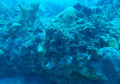 Reef dive near Cancun - coral, NO FLASH