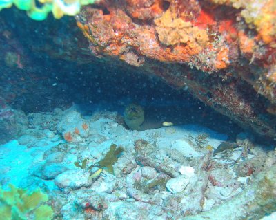 Reef dive near Cancun - Moray eel