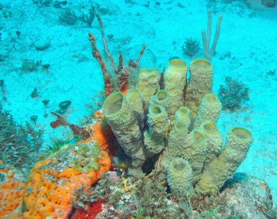 Reef dive near Cancun