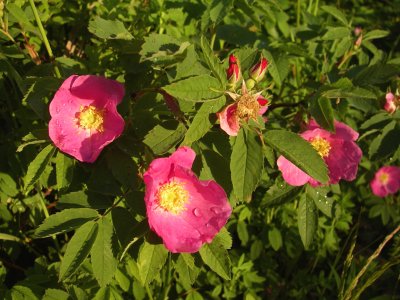 Roses, St-Onésime-d'Ixworth