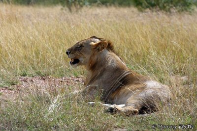 Young Male Lion