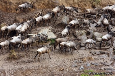The Great Wildebeast Migration