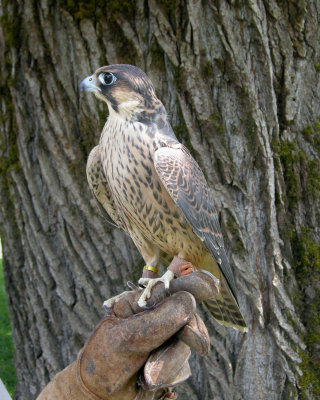 Barbary Falcon immature male