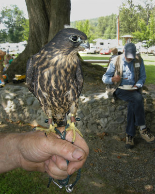 Black Merlin immature