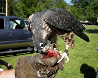 Peregrine immature Peale's