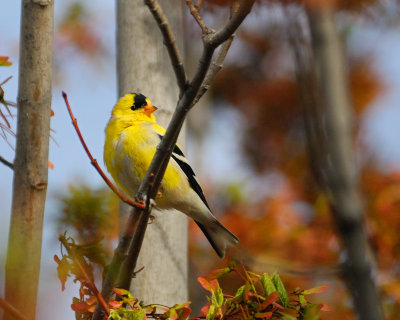 Goldfinch