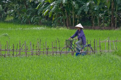 Cycling in the rice fields near Ban Lac, Mai Chau