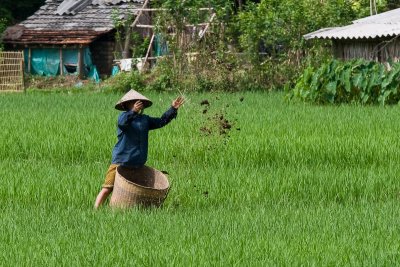 Fertilizing the rice fields: very natural!