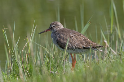 Tureluur - Redshank