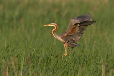 Purperreiger - Purple Heron