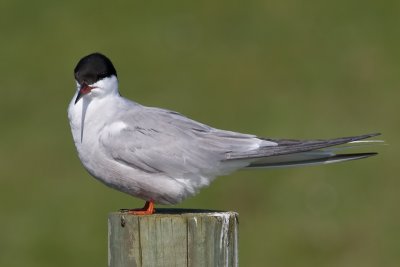 Visdiefje - Common Tern