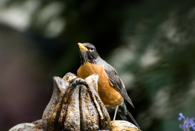 And the Baby Robin has taken fliight...