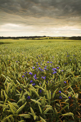 Cornflowers