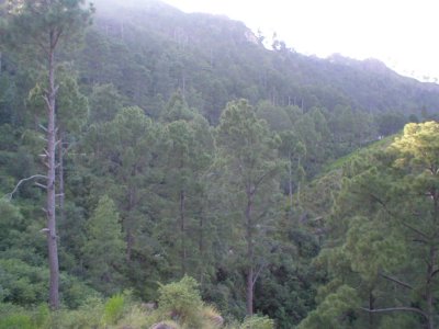 kotli