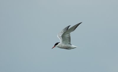 visdief / common tern