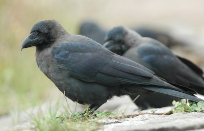 huiskraai / house crow