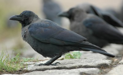huiskraai / house crow