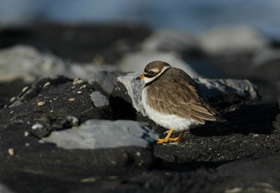 bontbekplevier / great ringed plover