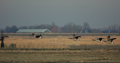 canadese gans / Canada goose