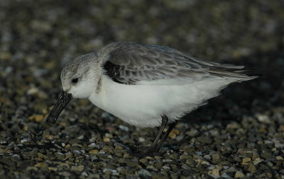 drieteenstrandloper / sanderling