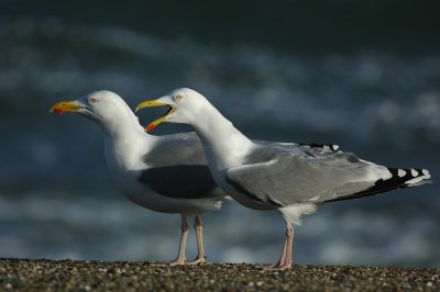 zilvermeeuw / herring gull