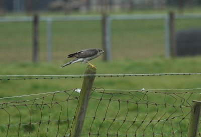 sperwer / Eurasian sparrowhawk