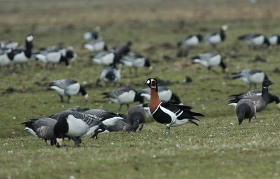 roodhalsgans / red brested goose