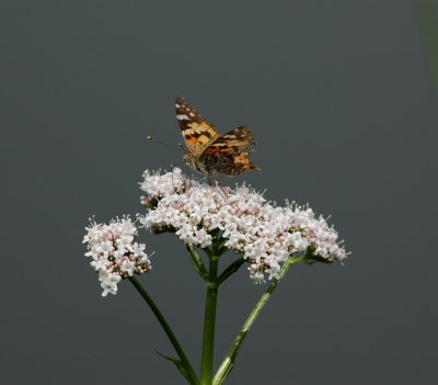 distelvlinder