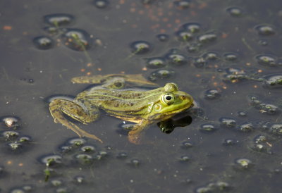 groene kikker