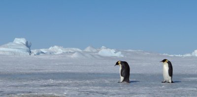 Emperors returning to the rookery