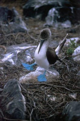 Blue Footed Booby courtship display