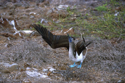 Blue Footed Booby sky pointing courtship display